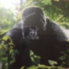 kirdape2